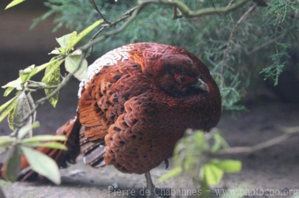 Copper pheasant *