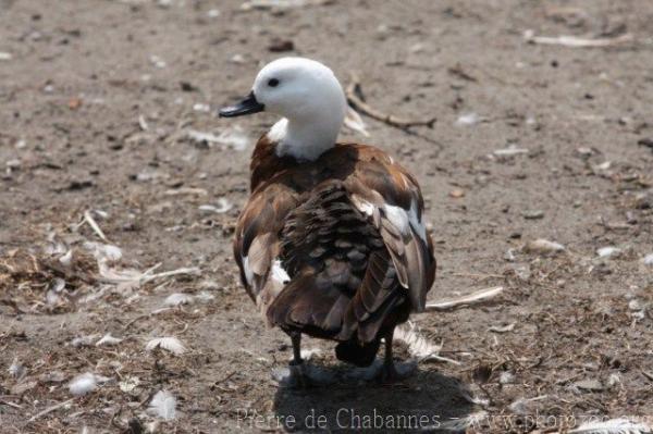 Paradise shelduck