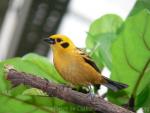 Golden tanager *