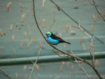 Paradise tanager