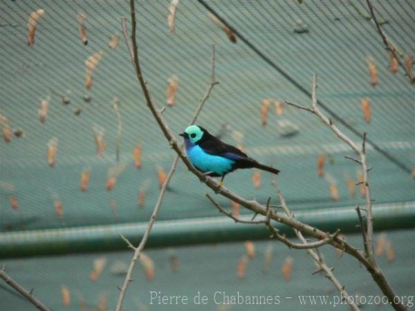 Paradise tanager