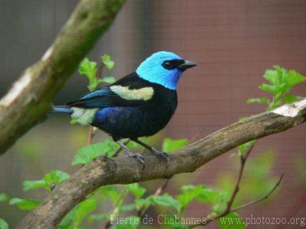 Blue-necked tanager