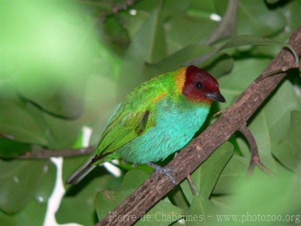 Bay-headed tanager