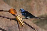 Turquoise tanager