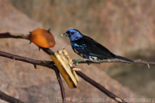 Turquoise tanager