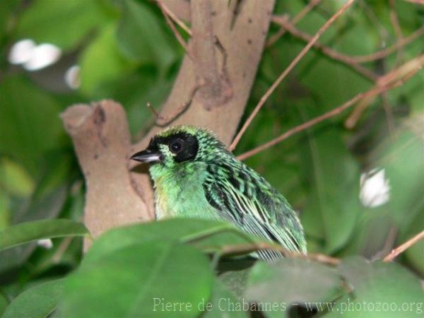 Green-and-gold tanager *