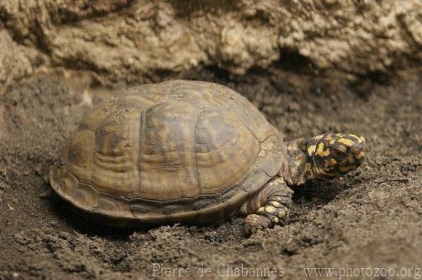 Eastern box turtle