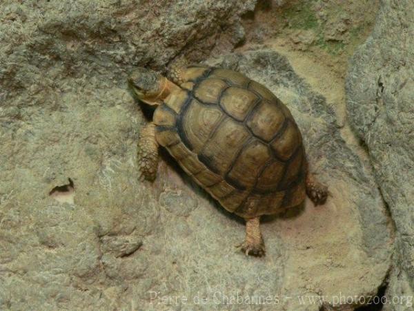 Kleinmann's tortoise