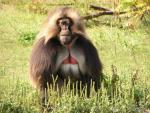 Gelada