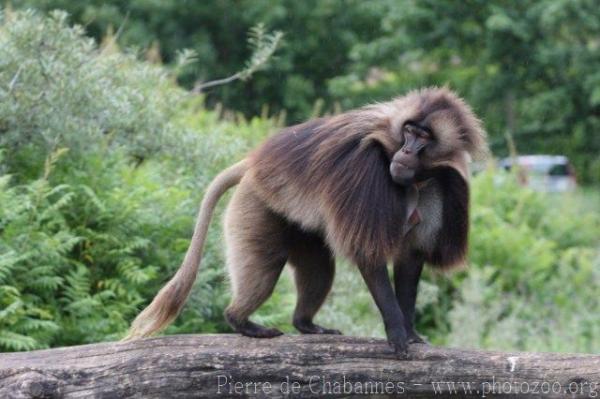 Gelada