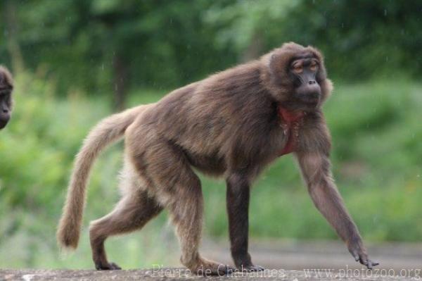 Gelada