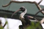 Straw-necked ibis