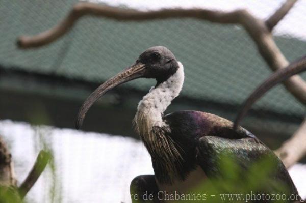 Straw-necked ibis