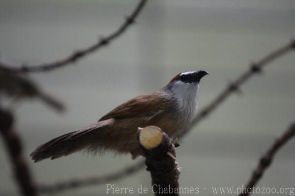 Chestnut-capped babbler *