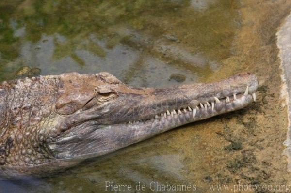 Malayan gharial