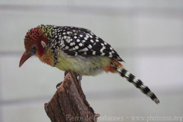 Red-and-yellow barbet