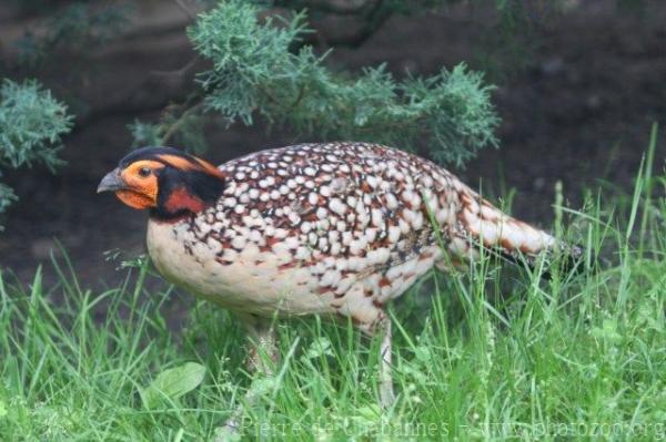 Cabot's tragopan