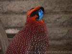 Temminck's tragopan