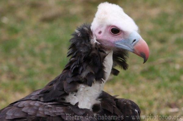 White-headed vulture