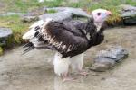 White-headed vulture