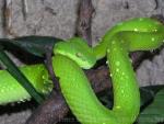 White-lipped tree viper