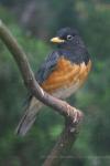 Black-breasted thrush