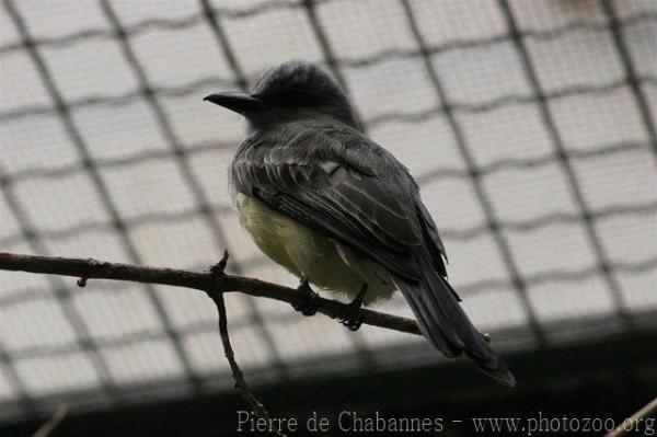 Tropical kingbird