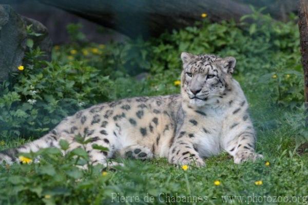 Snow leopard