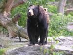 American black bear