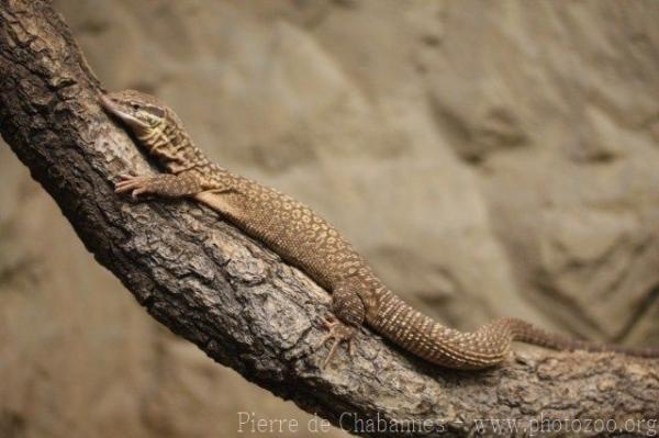 Ridgetail monitor