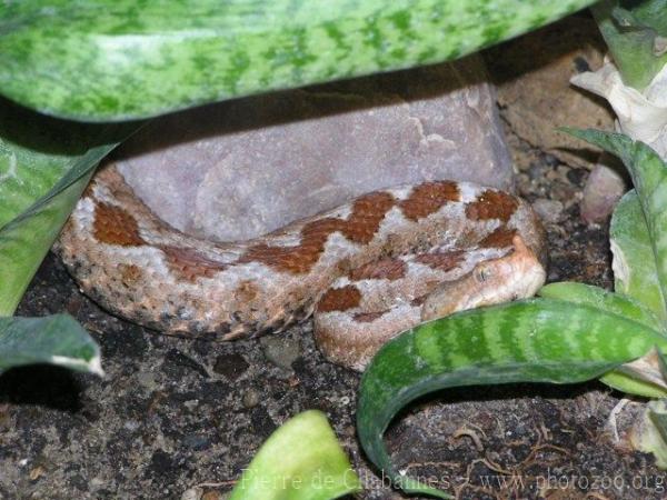 Nose-horned viper