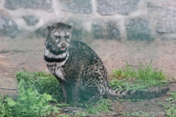 Malay civet