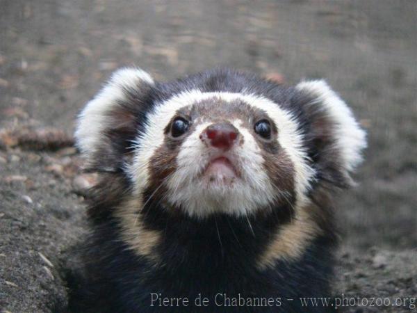 Marbled polecat *