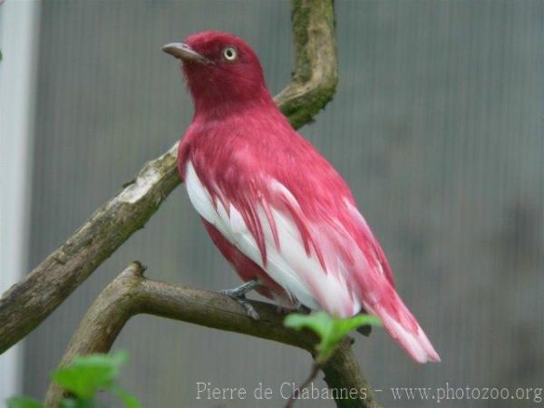 Pompadour cotinga *