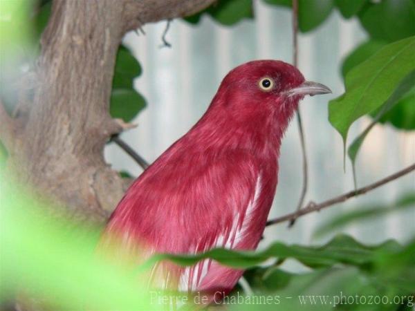 Pompadour cotinga *