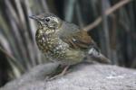 Siberian thrush