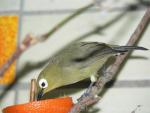 African montane white-eye *