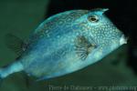 Honeycomb cowfish