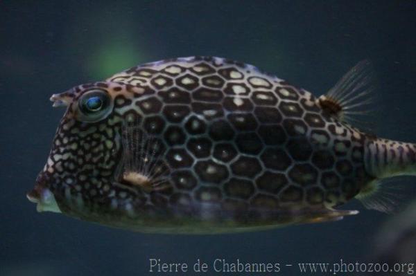 Honeycomb cowfish