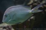 Blue tang surgeonfish