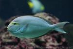 Elongate surgeonfish