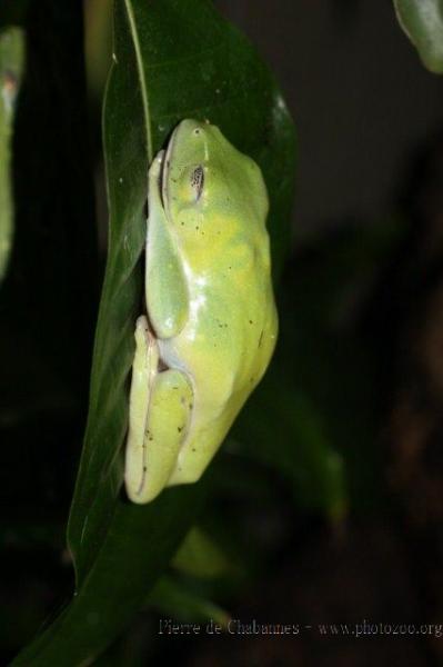 Morelet's tree frog