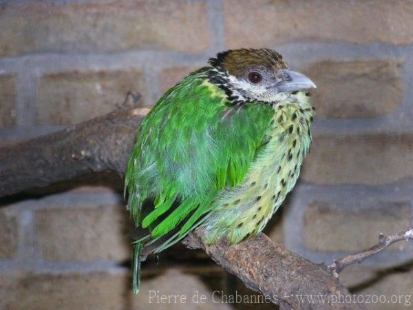 White-eared catbird