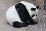 Giant panda *