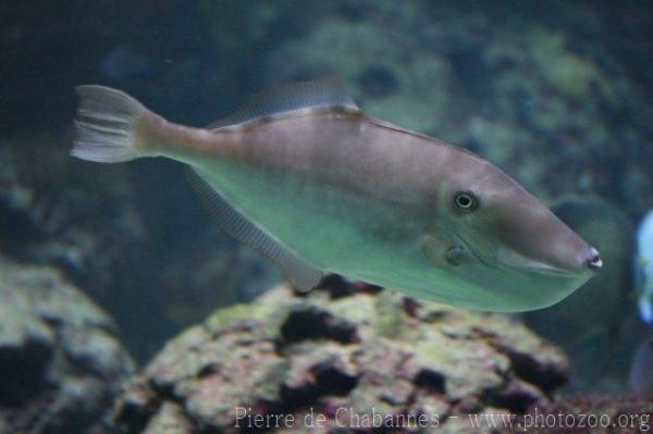 Unicorn leatherjacket filefish