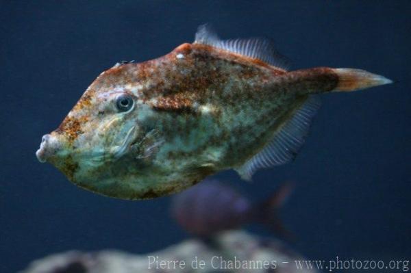 Orange filefish