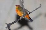 Zebra waxbill