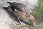 Madagascar teal