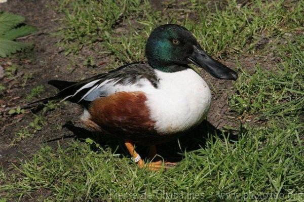 Northern shoveler