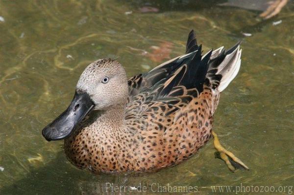 Red shoveler